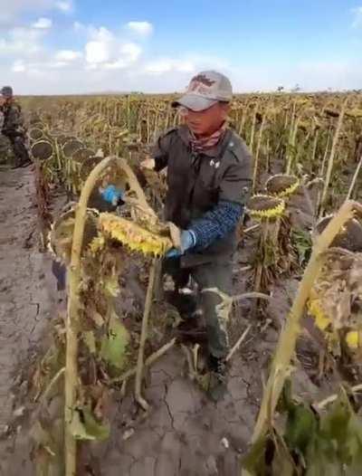 Harvesting sunflowers 🌻