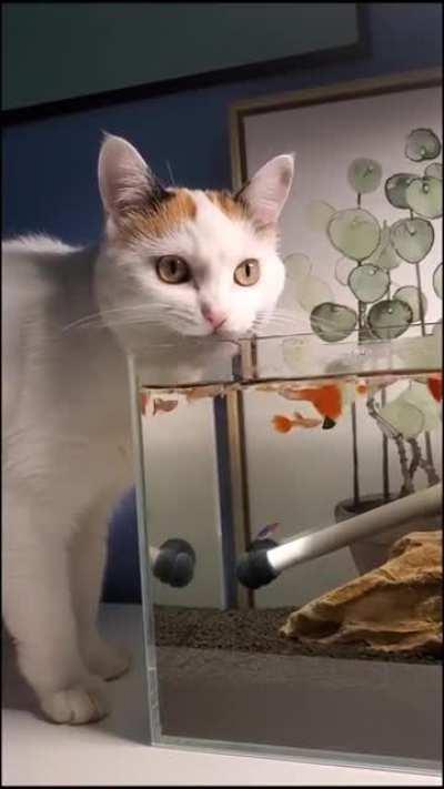 Goldfish flavored water