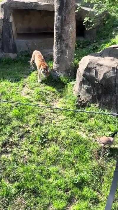 Meawhile in columbus zoo