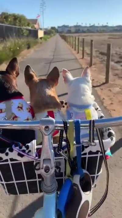 Chihuahuas' riding on a bike and enjoying the sun ☀️😎❤️