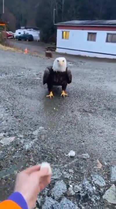 This bald eagle is a tall as fuck. Three feet in this video.