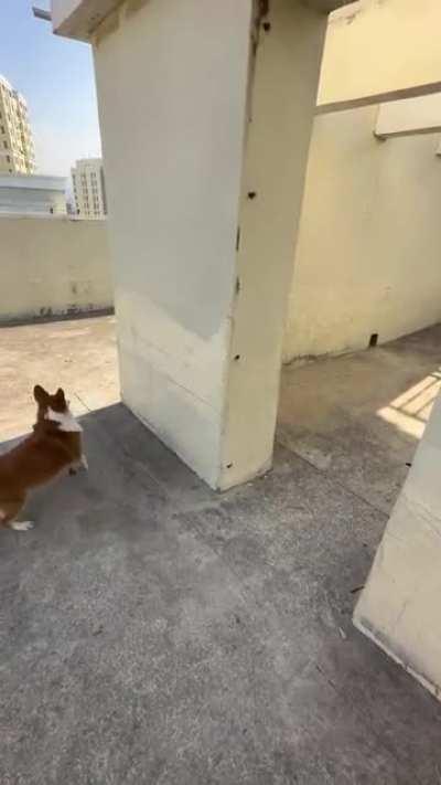 [Beginner Guide] How to loop killers in a Shack demonstrated by a Corgi