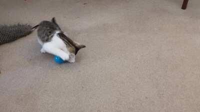 Foster Fail, Mr Dozzer Man, Begins His Life Sentence