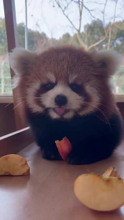 Red panda mukbang: Nannan’s eating show is live!