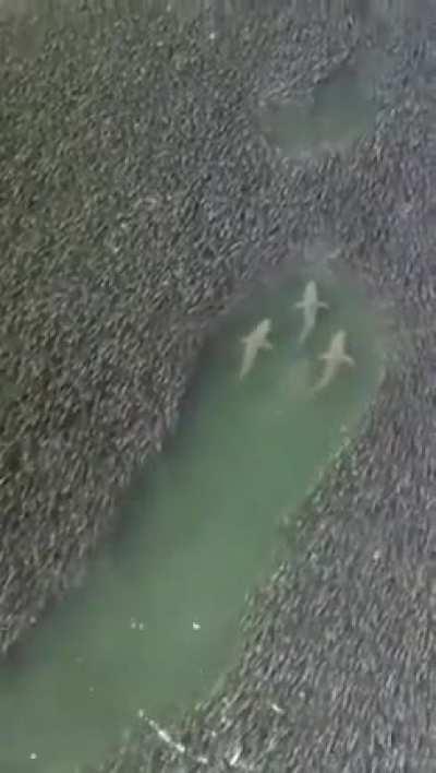 Sharks swim through a massive school of fish near Bridgehampton, New York