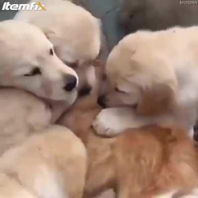 Cat is overwhelmed with puppy kisses.