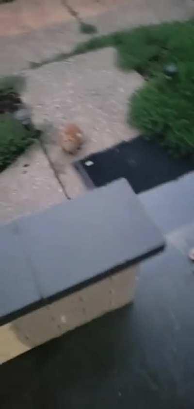 Street cat has been hanging around the house. He brought us a stuffed elephant this morning.