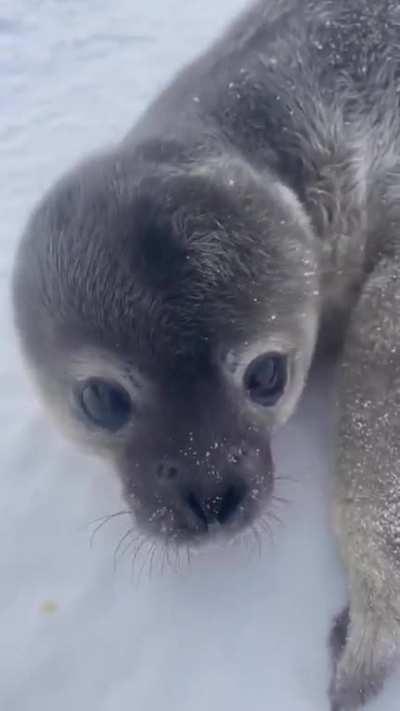Baby Seal talking to the Videographer
