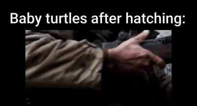 Saving Private Turtle 😔✊
