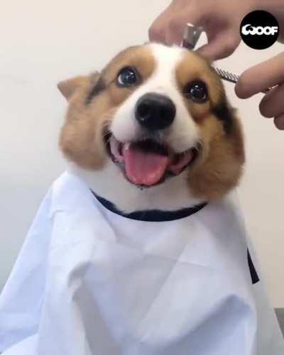 Good Boi is happy to have a new haircut.