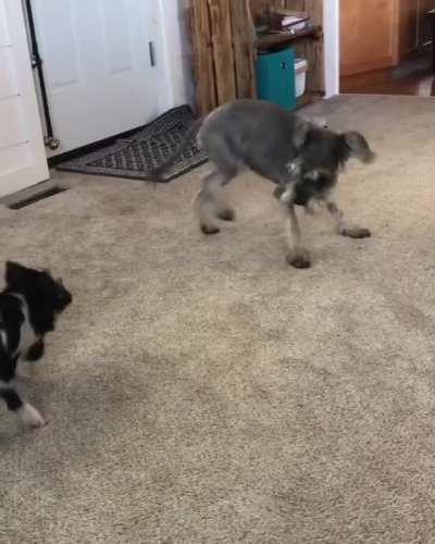 Pig and puppy have a great time playing together
