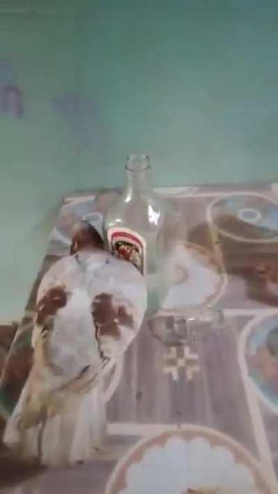 Pisca saindo do 1 cringe 1 shot