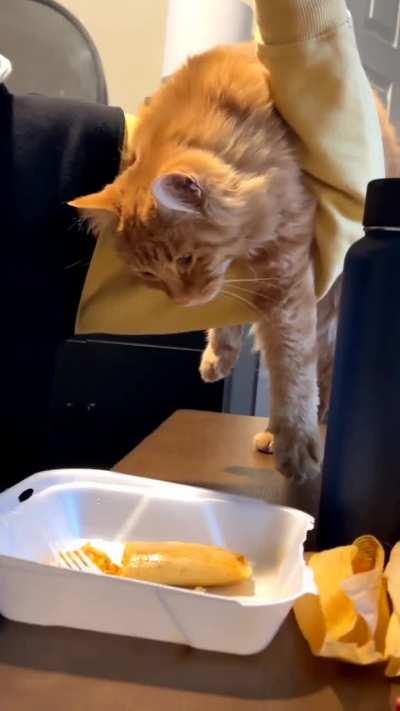 My friends checked on my cat this weekend and sent me this video of him trying to eat their tamales. There's nothing in his mouth, he's 