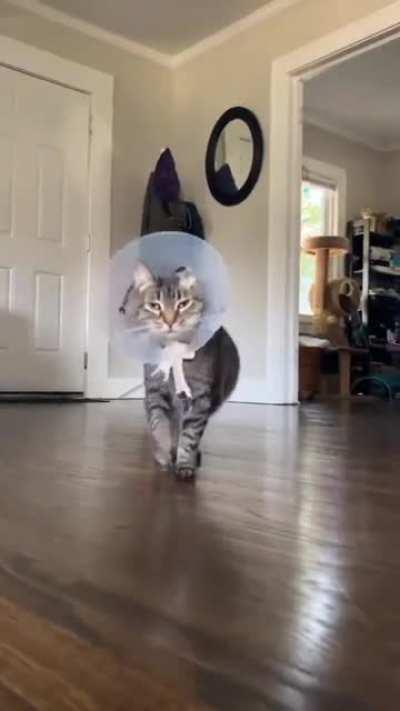 Doing his little turn on the Catwalk.