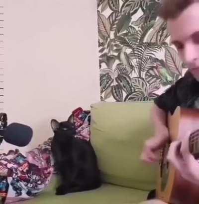 Cat who sings