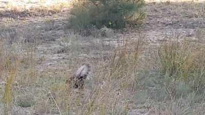 me cruce un lindo gatito