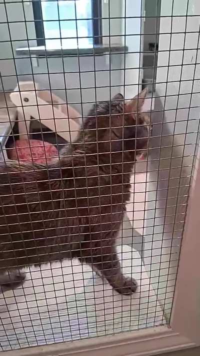 Shrimpette would like to complain the meownager about the food service (someone is literally getting the Queens food right now)