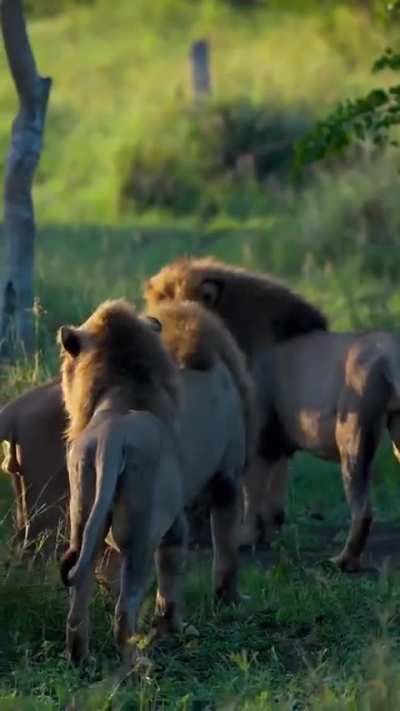 The 3 Nhlanganini Lions! They haven't been seen in about 1 year and we found them