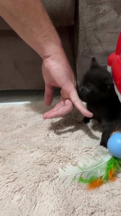 More Sushi for those who asked! See him in action!