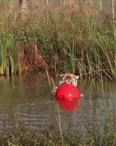 This is an uninterrupted minute of Maruay the rescued tiger with his beloved ball