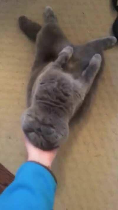 I present to you the floppiest kitty in all da land!!