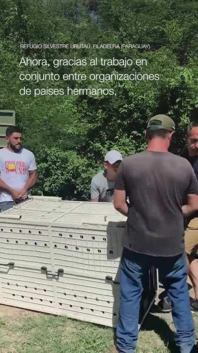 Llegó un yaguareté a la Argentina y habitará en Corrientes