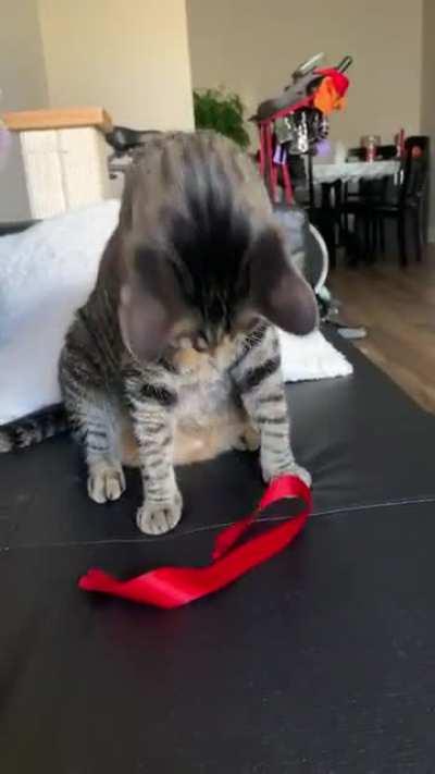 This is her favorite “toy” and her favorite way to play