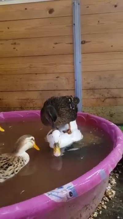 Onward, my noble steed!