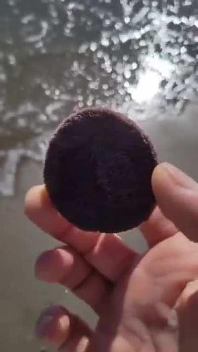 This is a sand dollar