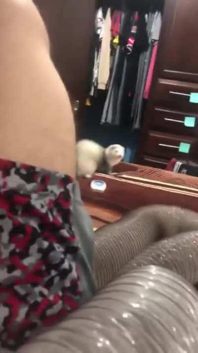 Is anyone in the mood for a derping ferret?