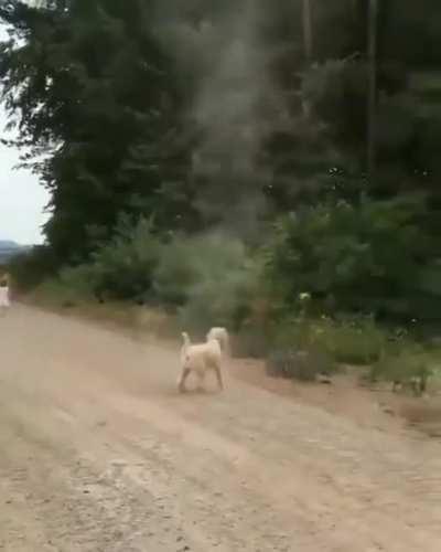 Sand tornado messing with the dog