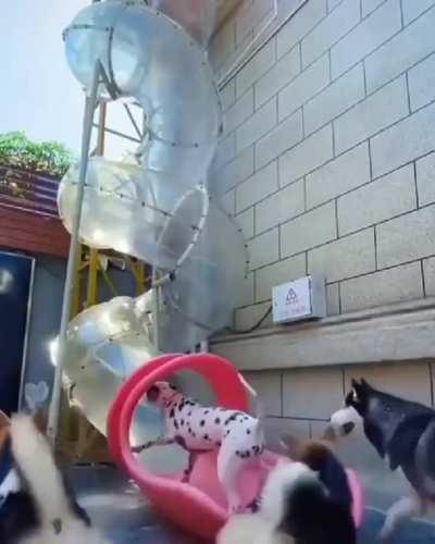 Slide for dogs