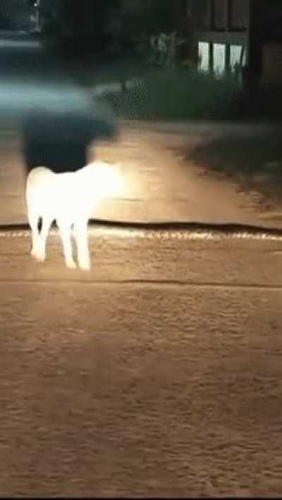 A casual stroll down the road...