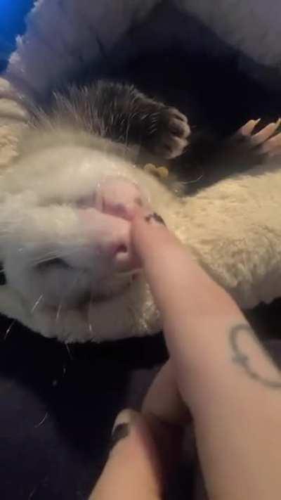 Killer bear road chicken poked while sleeping.