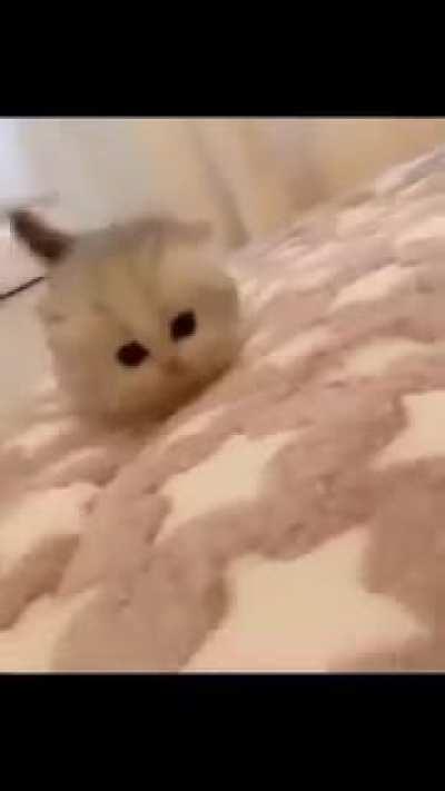 Isn't it cute cat lovers here?🥰