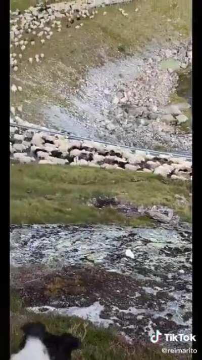 pov : insultaste a oscar sin saber que maneja una mafia