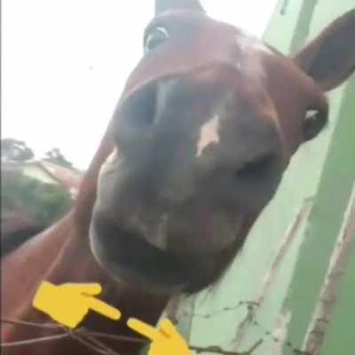 HELO CAVALO