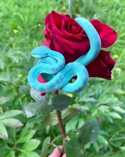 Blursed Blue pit viper