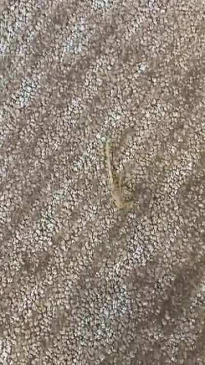 So glad corporate picked out this carpet color at work