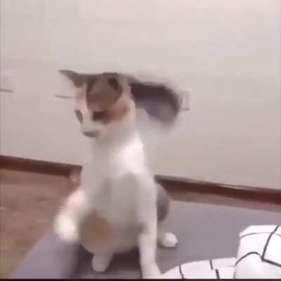 Long hair don’t care