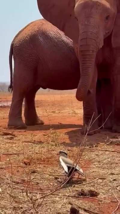 A Plover Protecting Her Eggs From A Herd Of Elephants