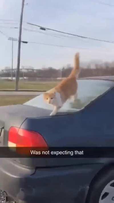 You're the new owner of the cat.