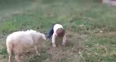 Notice how the sheep did not butt him forcefully, as if he knows that he is a child and plays with him and does not want to hurt him