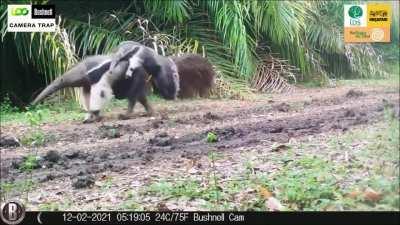 Fauna pantaneira capturada por armadilhas fotográficas