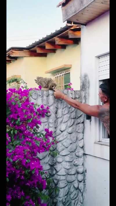 Filmaron a un hombre alimentando a una lechuza y de repente apareció un colibrí
