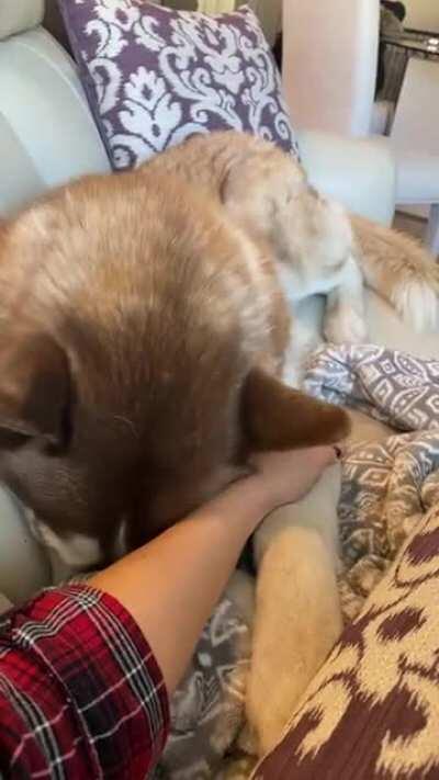 Come on Mommy, more pets please... don’t stop... keep doing, keep doing