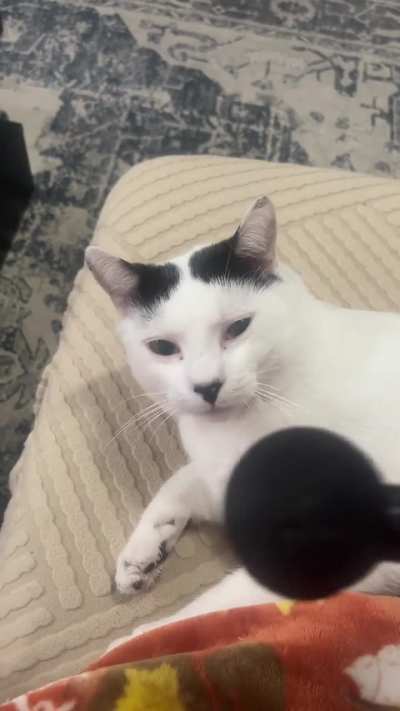 My cat loves deep tissue- massages with the massage gun and he gets mad when you take it away 💀