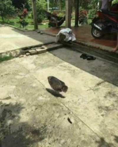 An interesting title