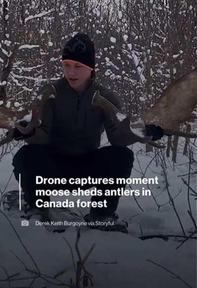 “Drone footage captured the moment a moose shed both its antlers in a forest in New Brunswick. The wildlife enthusiast says capturing both antlers shedding is a ‘once in a lifetime moment.’”