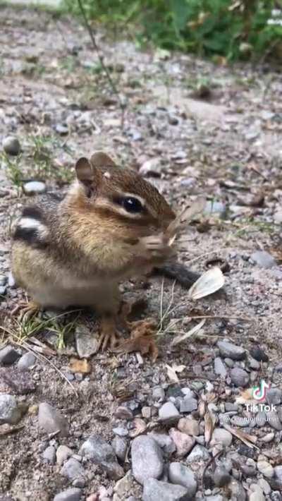 Chipmunk skins and eats a Moth